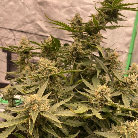 Glue Gelato Auto growlog timeline photo