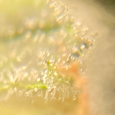 Glue Gelato Auto growlog timeline photo