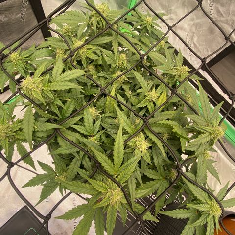 Mimosa x Orange Punch Auto growlog timeline photo