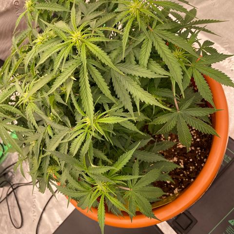 Moby Dick Auto growlog timeline photo