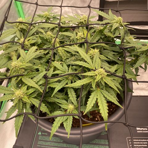 Mimosa x Orange Punch Auto growlog timeline photo