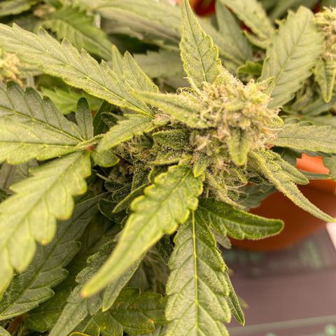 Mimosa x Orange Punch Auto growlog timeline photo
