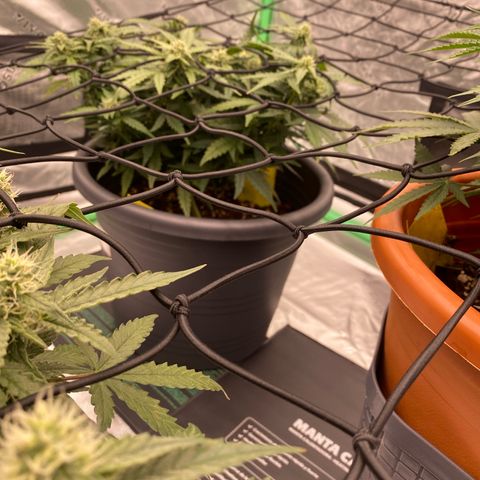Mimosa x Orange Punch Auto growlog timeline photo