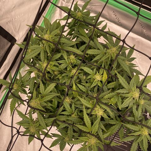 Mimosa x Orange Punch Auto growlog timeline photo