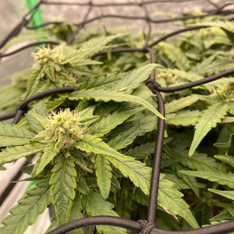 Mimosa x Orange Punch Auto growlog timeline photo
