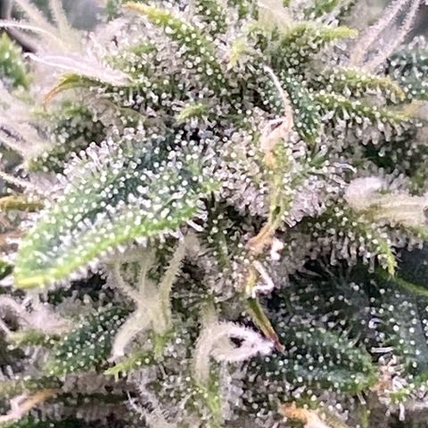 Mimosa x Orange Punch Auto growlog timeline photo