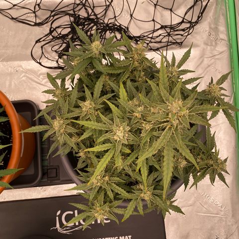 Glue Gelato Auto growlog timeline photo
