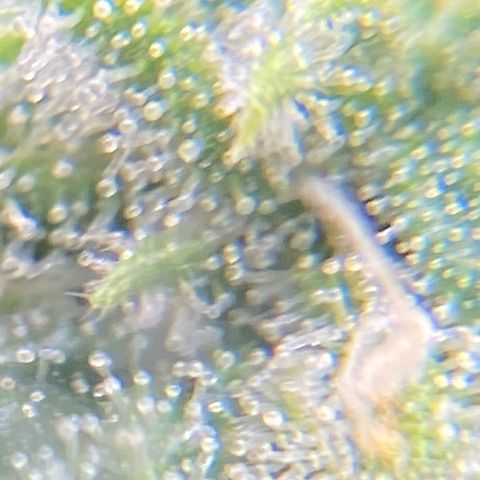 Mimosa x Orange Punch Auto growlog timeline photo