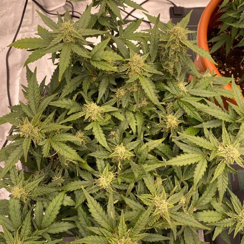 Mimosa x Orange Punch Auto growlog timeline photo