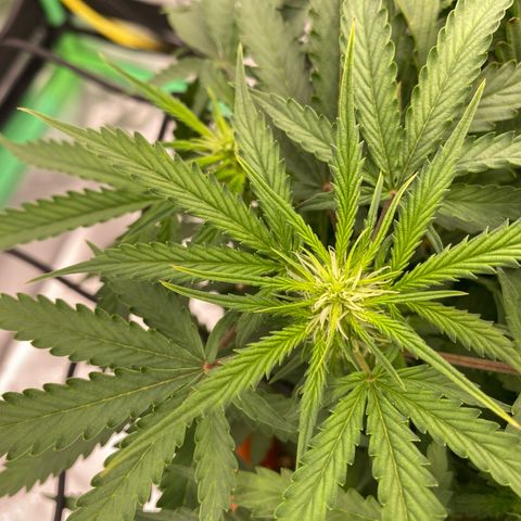 Moby Dick Auto growlog timeline photo