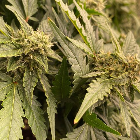 Mimosa x Orange Punch Auto growlog timeline photo