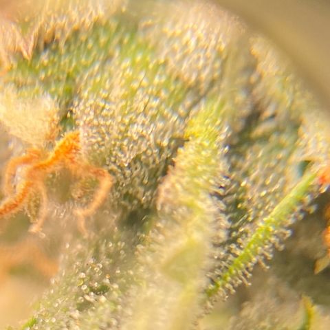 Glue Gelato Auto growlog timeline photo