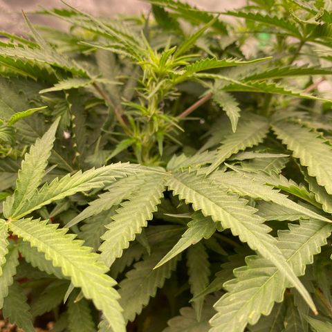 Moby Dick Auto growlog timeline photo