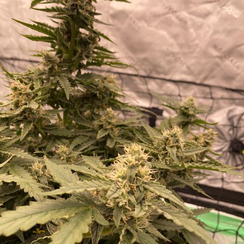 Glue Gelato Auto growlog timeline photo