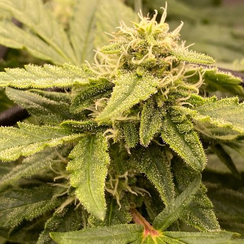 Mimosa x Orange Punch Auto growlog timeline photo