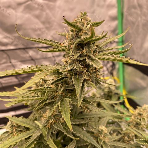 Glue Gelato Auto growlog timeline photo