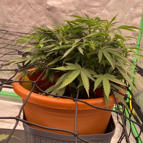 Moby Dick Auto growlog timeline photo