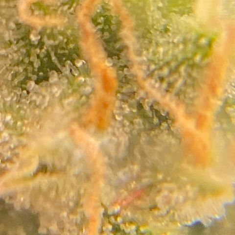 Glue Gelato Auto growlog timeline photo