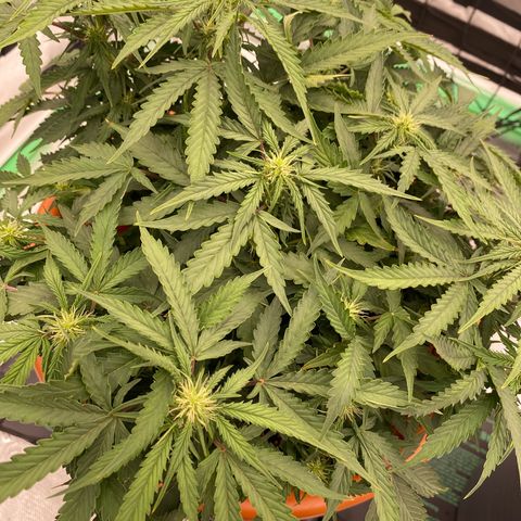Moby Dick Auto growlog timeline photo