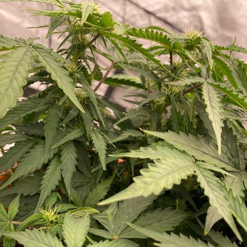 Moby Dick Auto growlog timeline photo