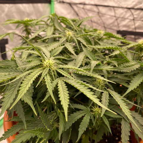 Moby Dick Auto growlog timeline photo