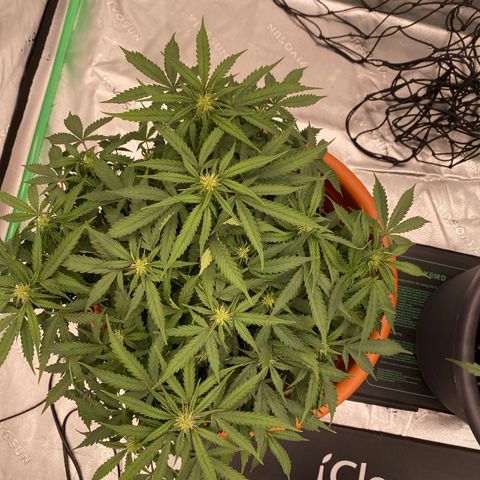 Moby Dick Auto growlog timeline photo