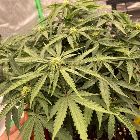 Moby Dick Auto growlog timeline photo