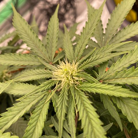 Moby Dick Auto growlog timeline photo