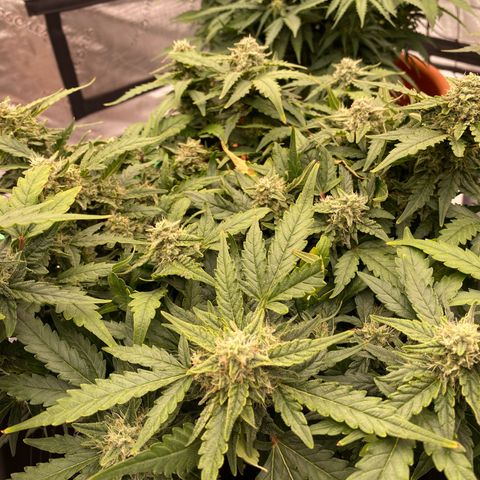 Mimosa x Orange Punch Auto growlog timeline photo