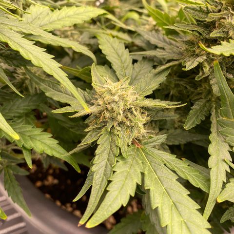 Mimosa x Orange Punch Auto growlog timeline photo