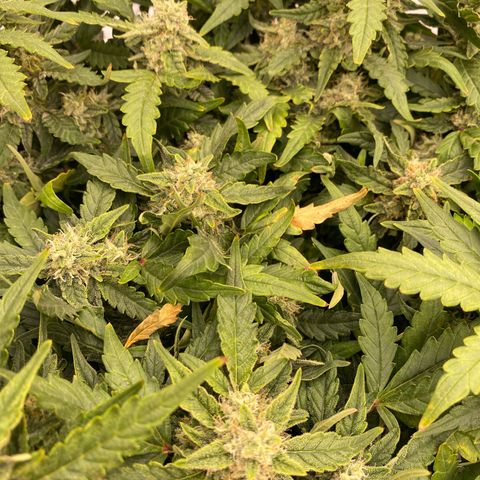 Mimosa x Orange Punch Auto growlog timeline photo