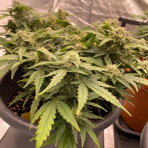 Mimosa x Orange Punch Auto growlog timeline photo