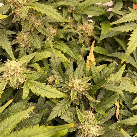 Mimosa x Orange Punch Auto growlog timeline photo