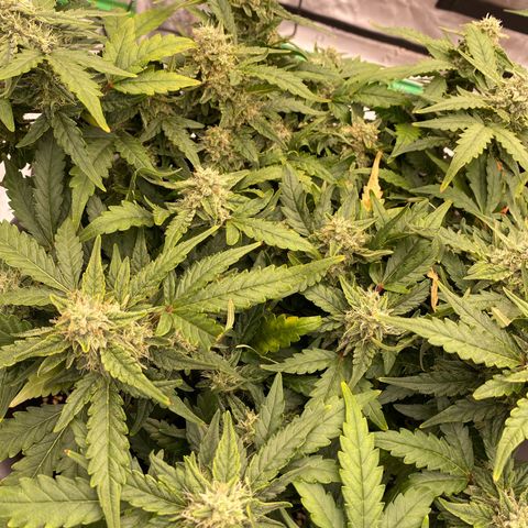 Mimosa x Orange Punch Auto growlog timeline photo