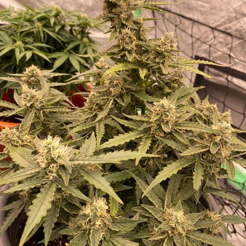 Glue Gelato Auto growlog timeline photo