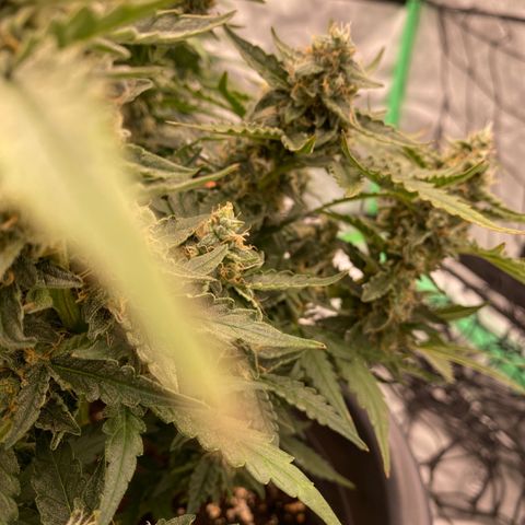 Glue Gelato Auto growlog timeline photo