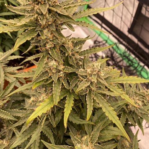 Glue Gelato Auto growlog timeline photo