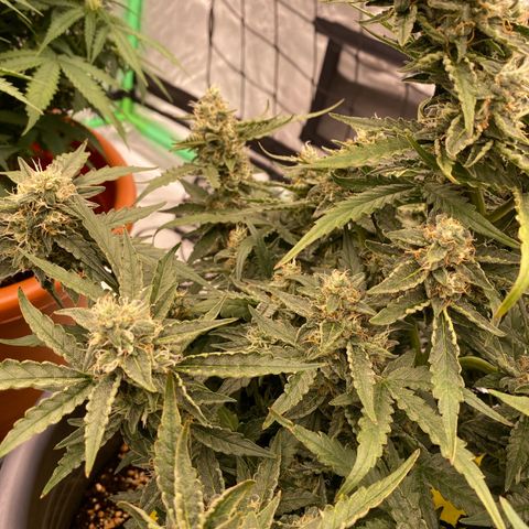 Glue Gelato Auto growlog timeline photo
