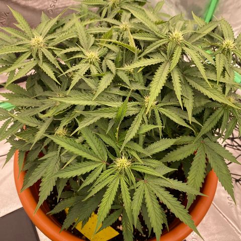 Moby Dick Auto growlog timeline photo