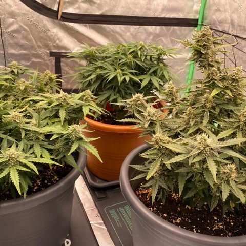 Moby Dick Auto growlog timeline photo
