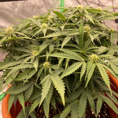 Moby Dick Auto growlog timeline photo