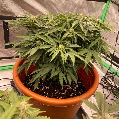 Moby Dick Auto growlog timeline photo