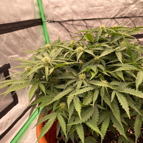 Moby Dick Auto growlog timeline photo