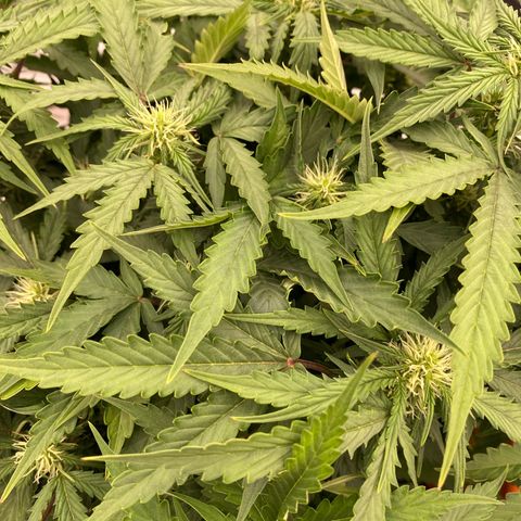 Moby Dick Auto growlog timeline photo