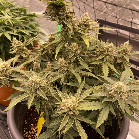 Glue Gelato Auto growlog timeline photo