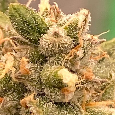 Glue Gelato Auto growlog timeline photo