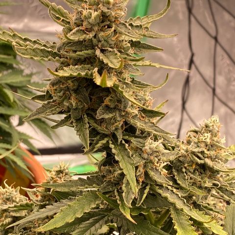Glue Gelato Auto growlog timeline photo