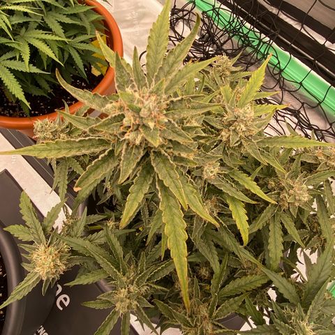 Glue Gelato Auto growlog timeline photo