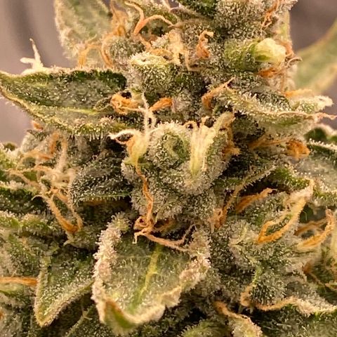 Glue Gelato Auto growlog timeline photo