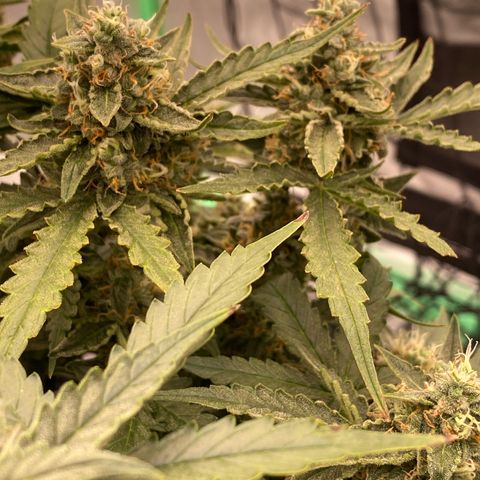Glue Gelato Auto growlog timeline photo